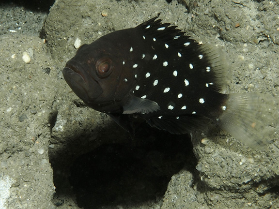 Star-studded Grouper