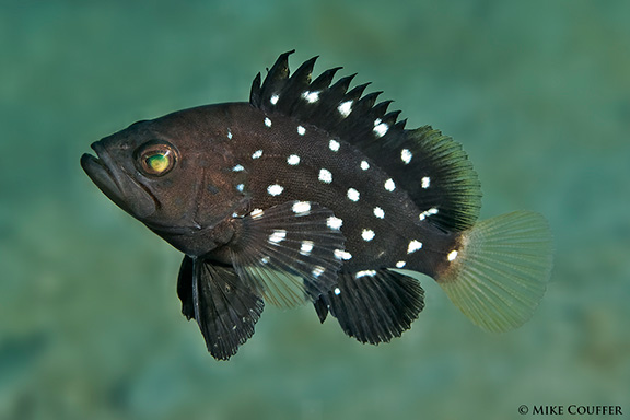 Star-studded Grouper