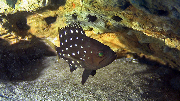 Star-studded Grouper