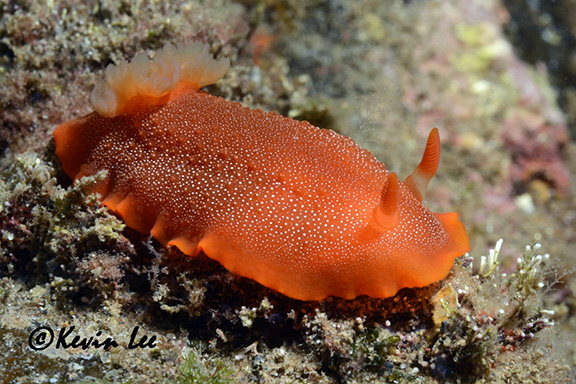 Doriopsilla davebehrensi