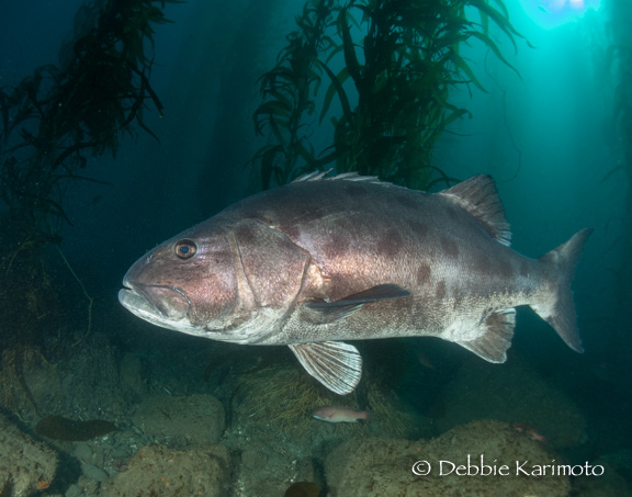 Giant Sea Bass