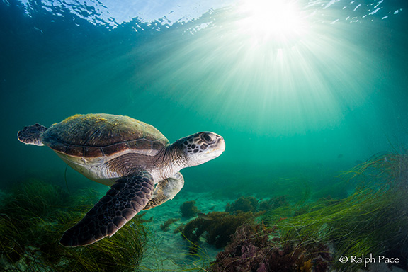 Green Sea Turtle