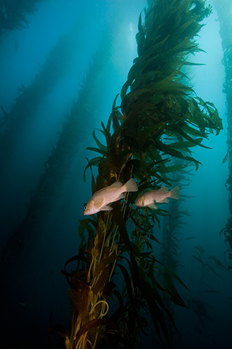 Kelp Rockfish