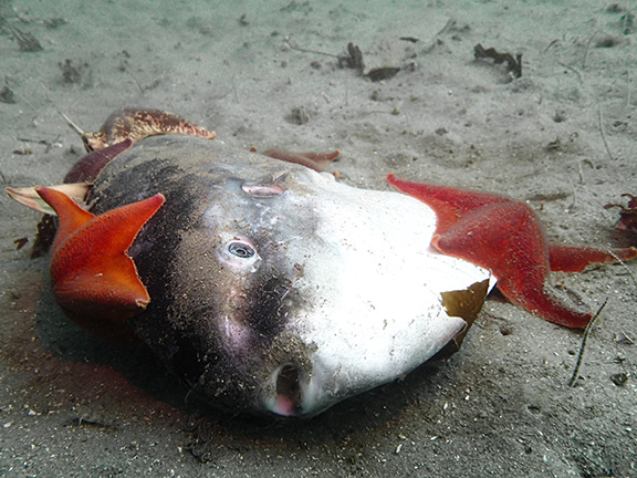 Ocean Sunfish and Bat Stars