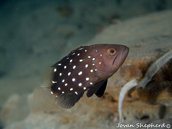 Star-studded Grouper