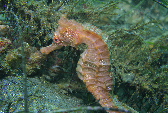 Pacific Seahorse