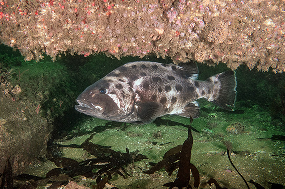 Giant Sea Bass