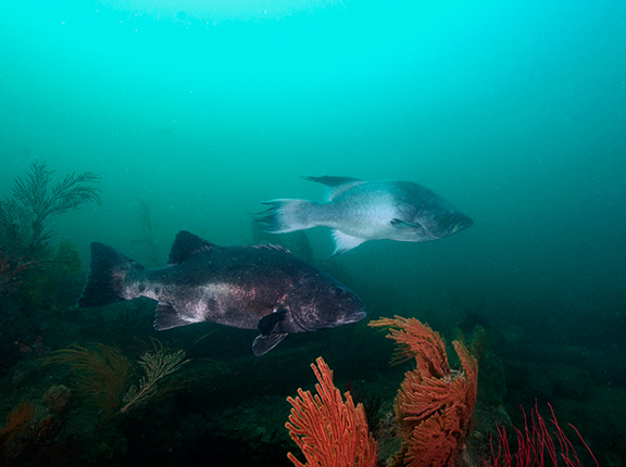 Giant Sea Bass and Broomtail Grouper