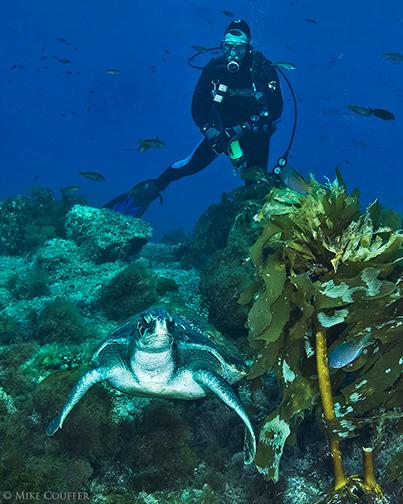 Green Sea Turtle