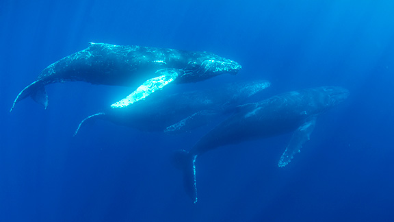 Humpback Whales