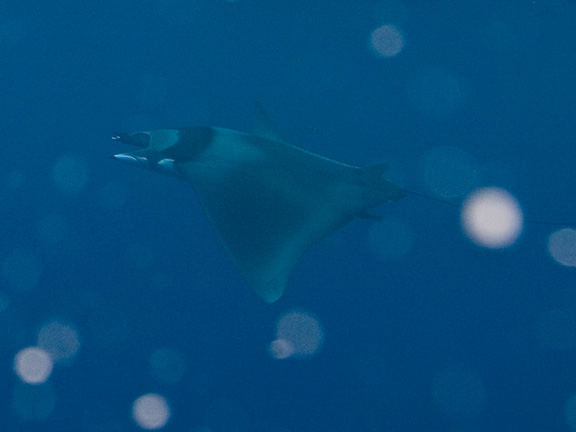 Mobula