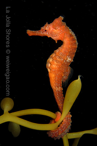 Pacific Seahorse