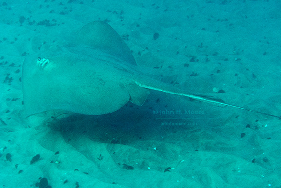 Diamond Stingray