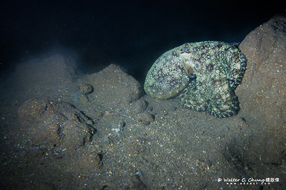 Two-spot Octopus