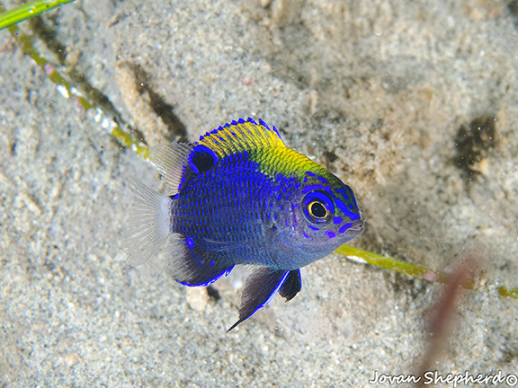 Juvenile Whitetail Damselfish