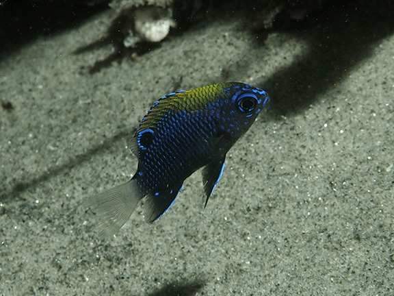 Juvenile Whitetail Damselfish