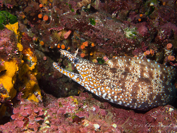 Japanese Dragon Moray