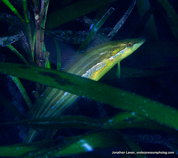 Giant Kelpfish