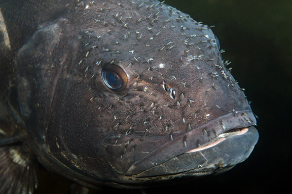 Giant Sea Bass