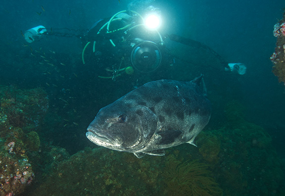 Giant Sea Bass