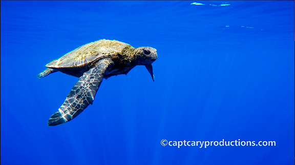 Green Sea Turtle