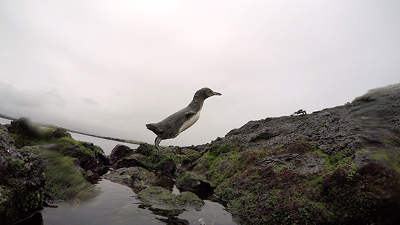 Galapagos Penguin