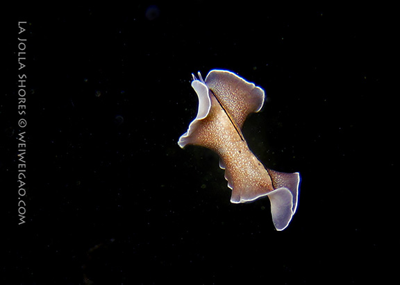 Polyclad Flatworm