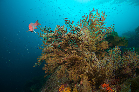 Reef Scene