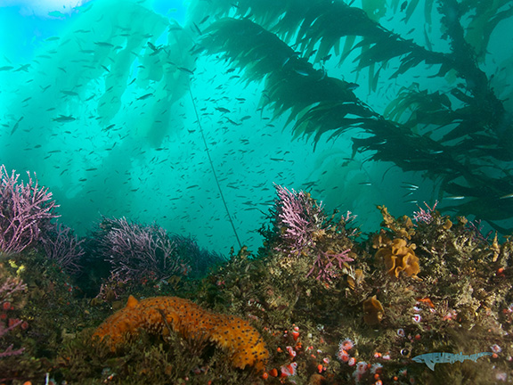 Reef Scene