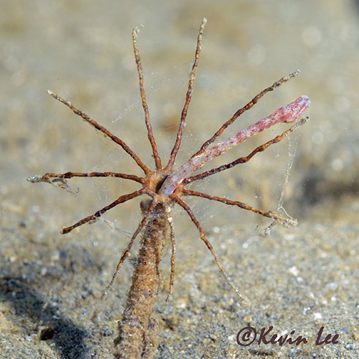 Windmill Worm