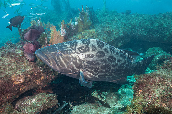 Broomtail Grouper