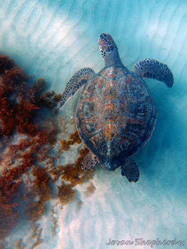 Green Sea Turtle