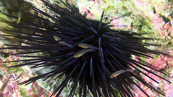 Guadalupe Cardinalfish