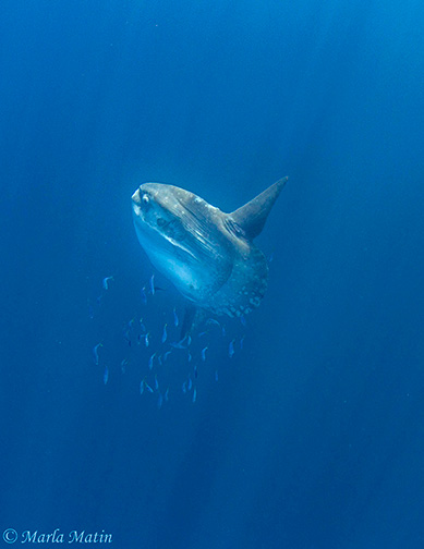 Ocean Sunfish