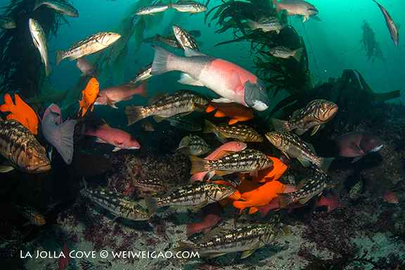 Reef Scene