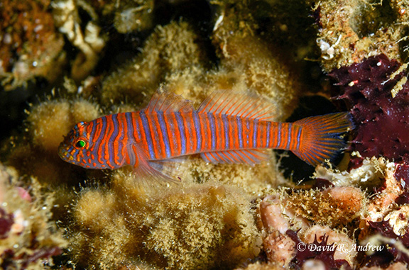 Zebra Goby