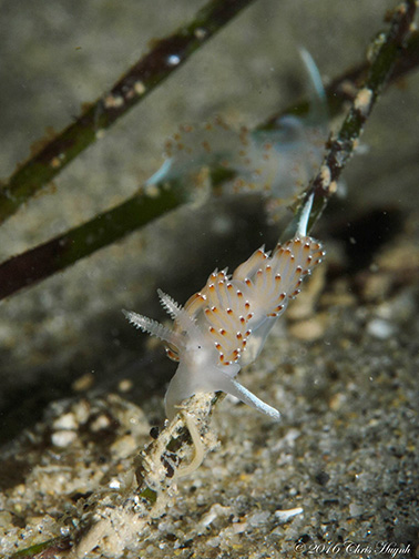 Flabellina pricei