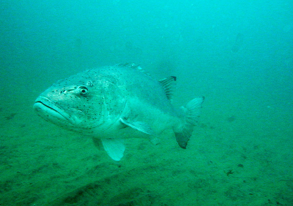 Giant Sea Bass