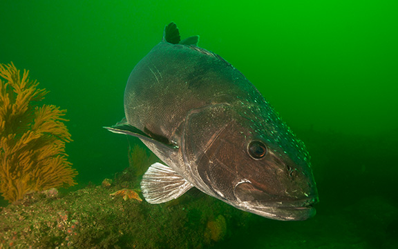 Giant Sea Bass