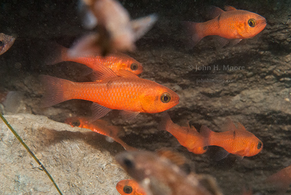 Pink Cardinalfish