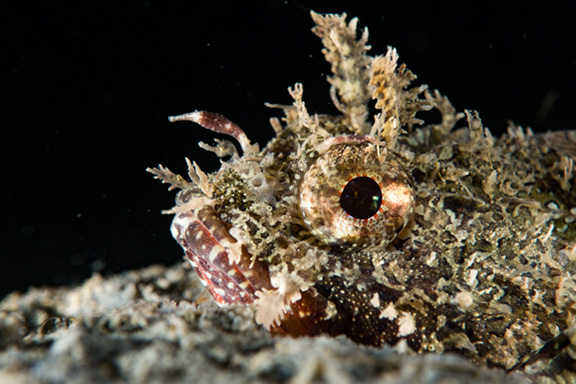 California Scorpionfish