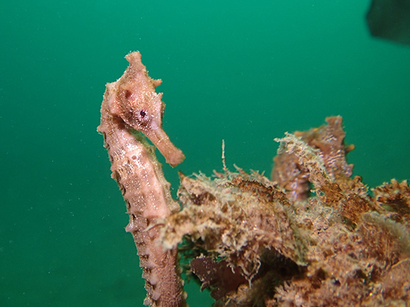 Pacific Seahorse