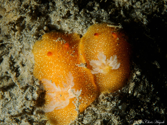 Acanthodoris lutea