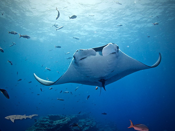 Manta