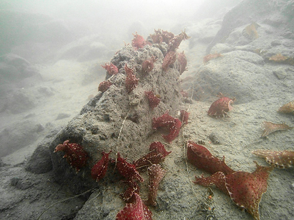 Sea Hares