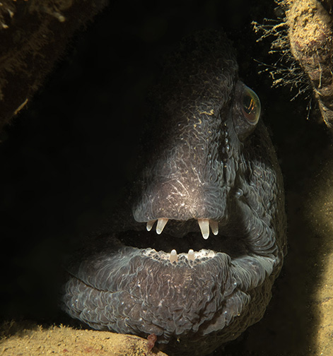 Wolf Eel