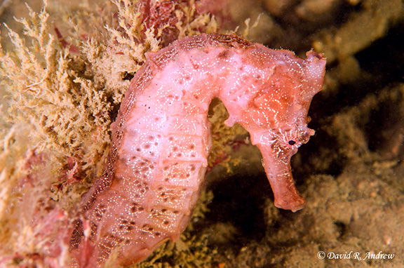 Pacific Seahorse