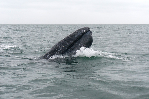 Gray Whale