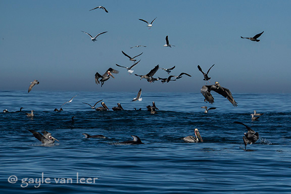 Pelicans and Gulls