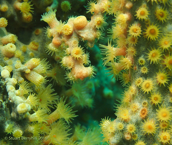 Gorgonian